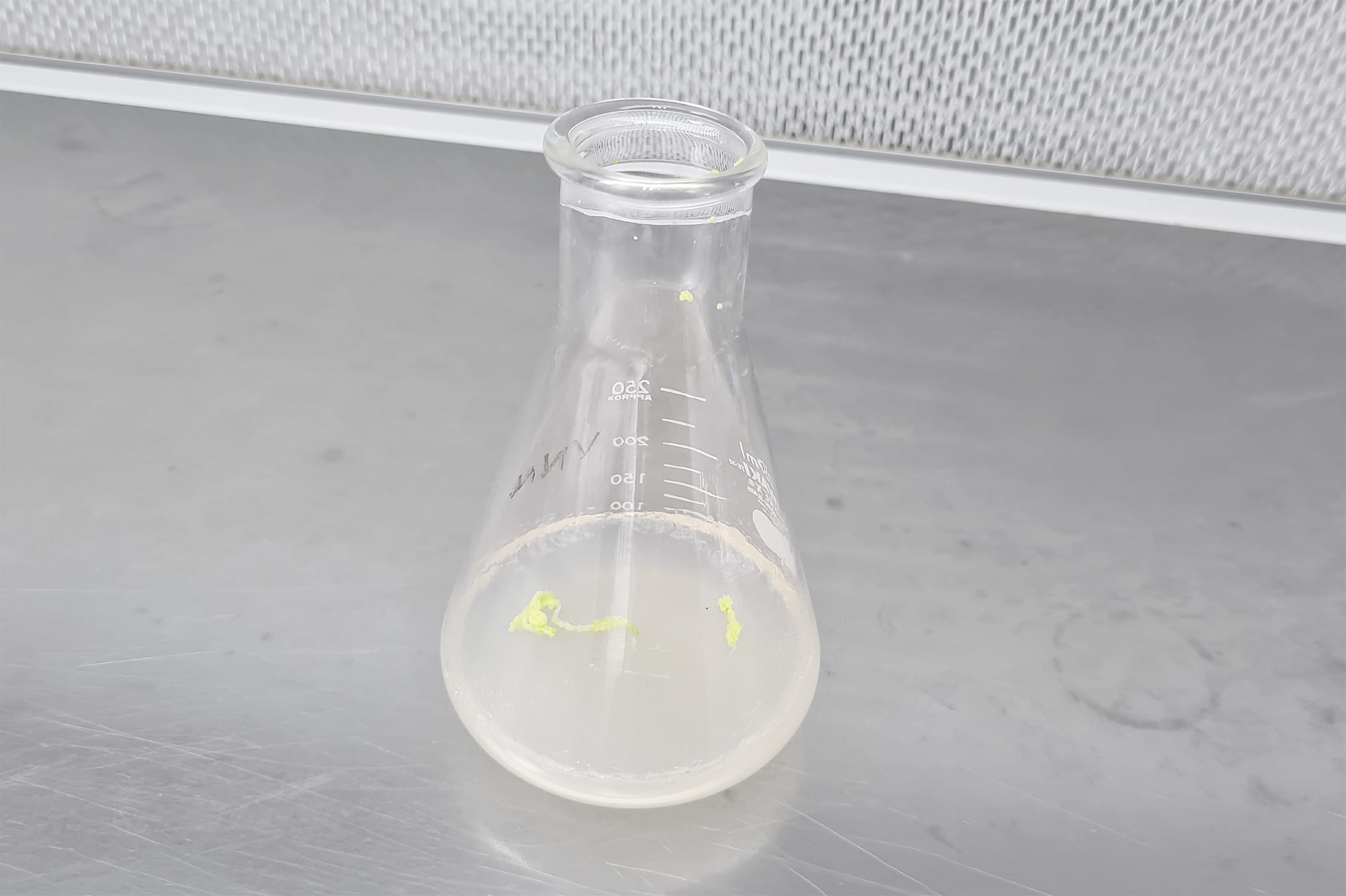 The seeds are scraped down onto specially-concocted nutrient agar media to support germination.